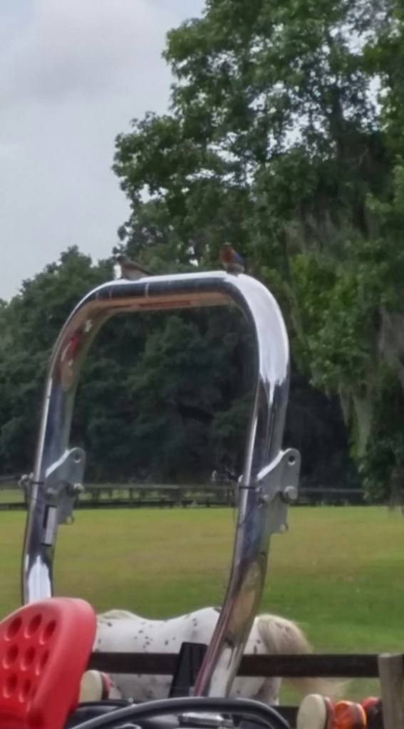 The mama bird waits.