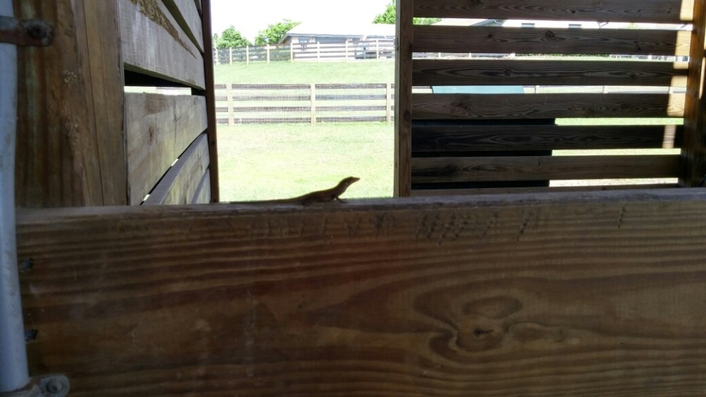 Barn inhabitants.