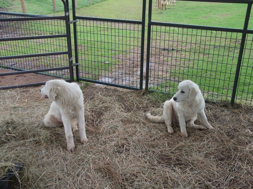 Complete bewilderment.