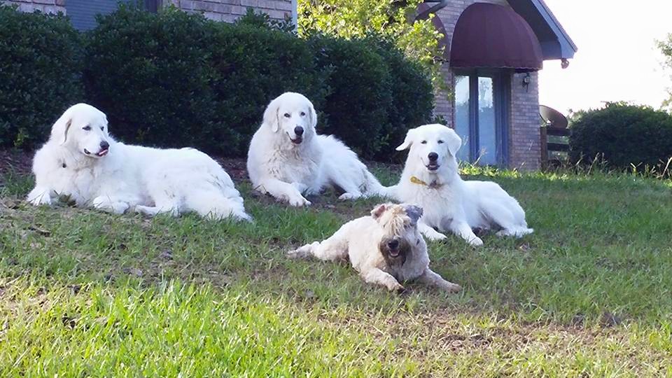 The escape artist under guard.