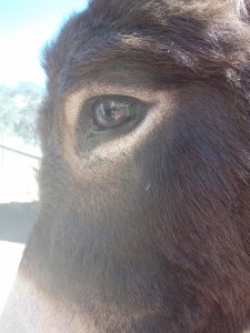 I can see myself in his eye.