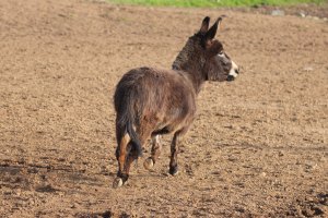 The departing butt of a naughty donkey.