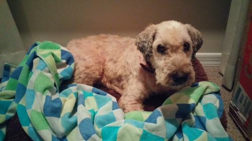 I'm tired of being wet, mom.