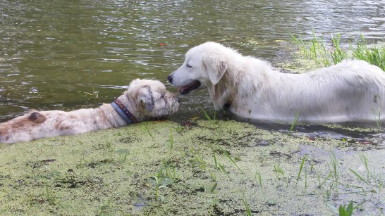 Giada is a bad influence.