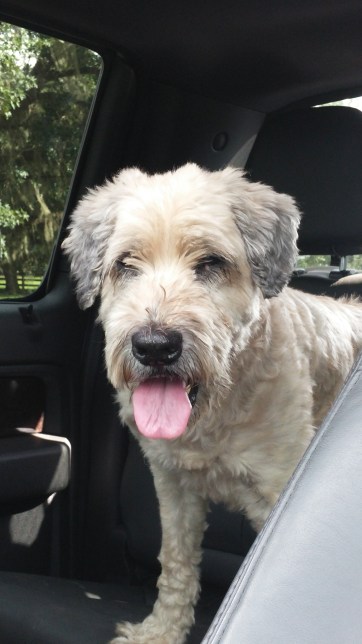 Molly looking lovely and loved on.