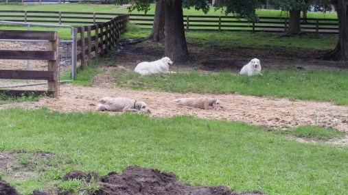 Taking a break from all that playing.