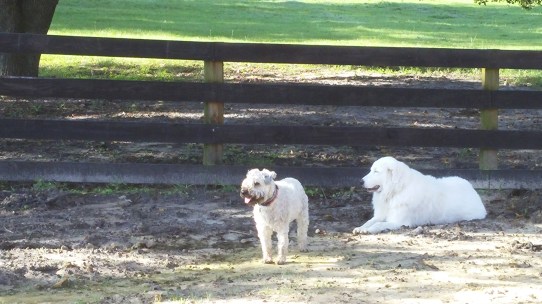 Keeping the coast clear.