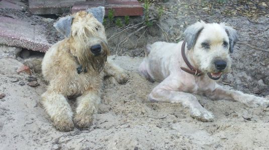 What a nice hole you've dug there, girls.