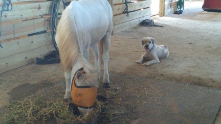 Molly, the honorary maremma