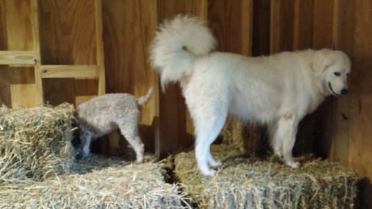 The mouse is over here, Sophie, over here. Um, yeah.