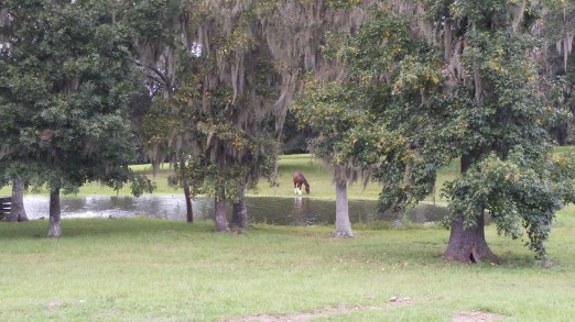 Filou, being a horse.