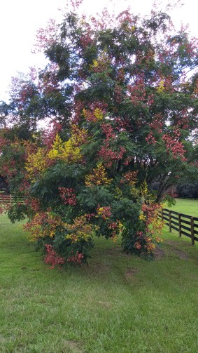 Fall in Florida. I think those are flowers.