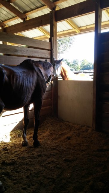 Filou and Andante Dine