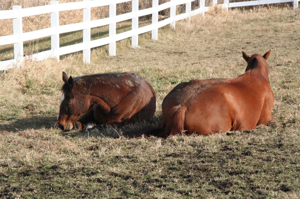 Filou and Andante Sleep