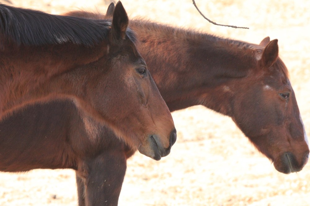 Filou and Papa at Rest