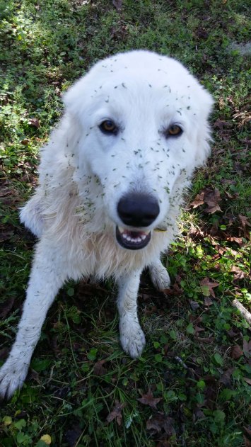 Got all the geckos in one place, Mom.