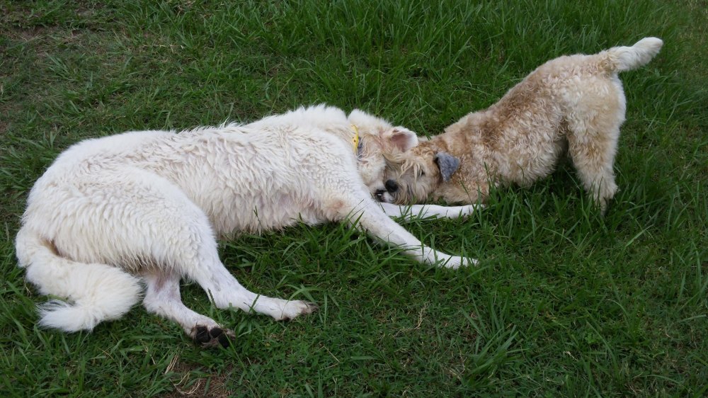 Ah, you got me, you got me good!