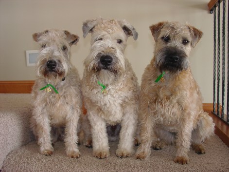 My Three Wheatens (14)