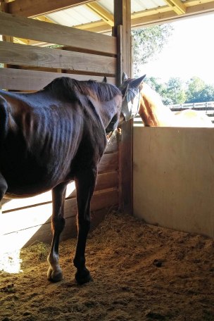 Filou and Andante Dine