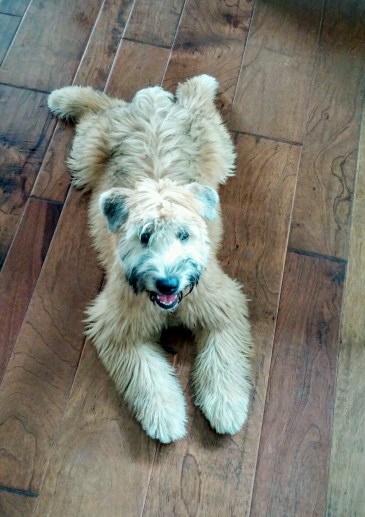 20160401_132417~2-1200x1700