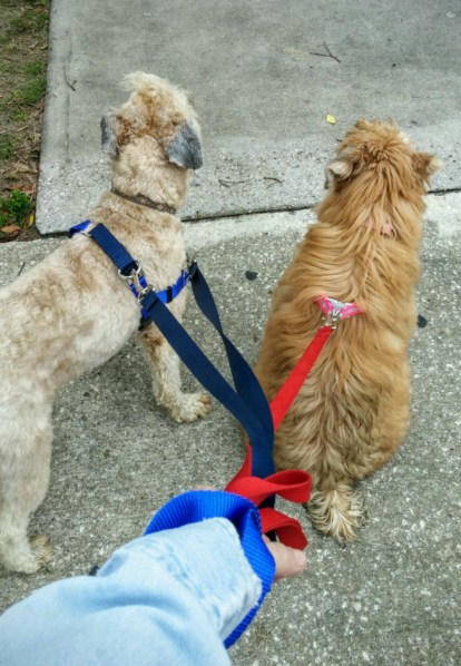 20160402_122123~2-1200x1736