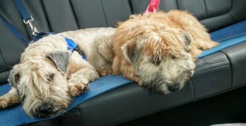 20160402_125737~2-1600x826