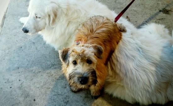 20160403_085629~2-1600x987