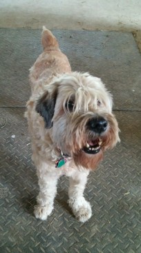 20160428_173758_crop_837x468