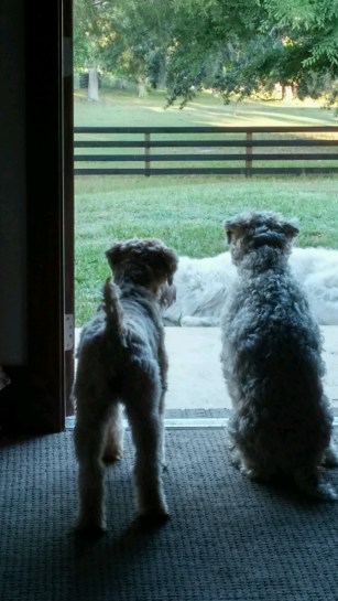 20160509_073144_HDR-1200x2133