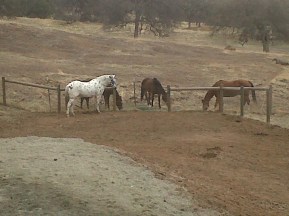 By the Neighbors Horses