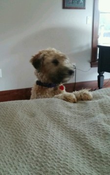 20160427_180652_crop_656x411-1600x1002~2