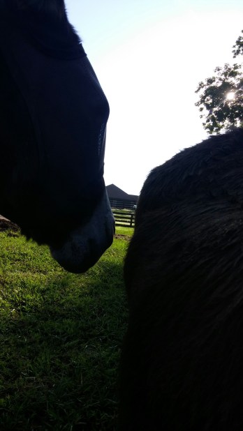 20160929_090947-1200x2133