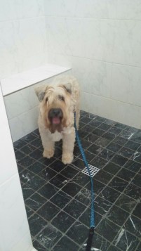 20161010_135657-1200x2133