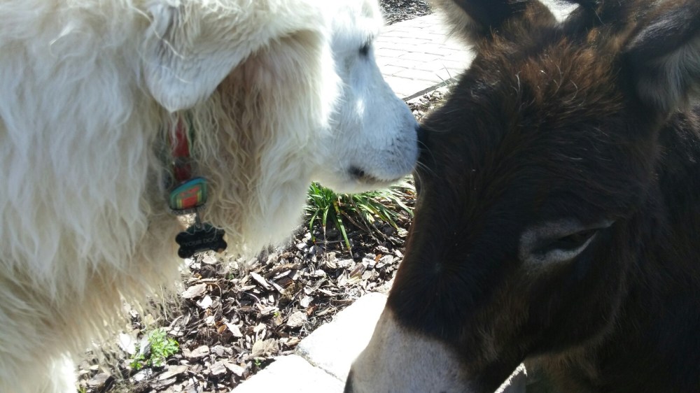 20170209_120550-1600x900