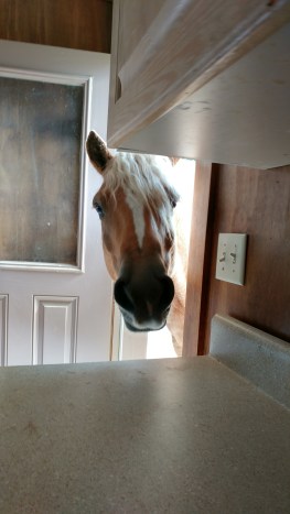 20170403_101350_HDR-2241x3984