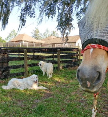 20170403_175624_HDR_crop_747x815