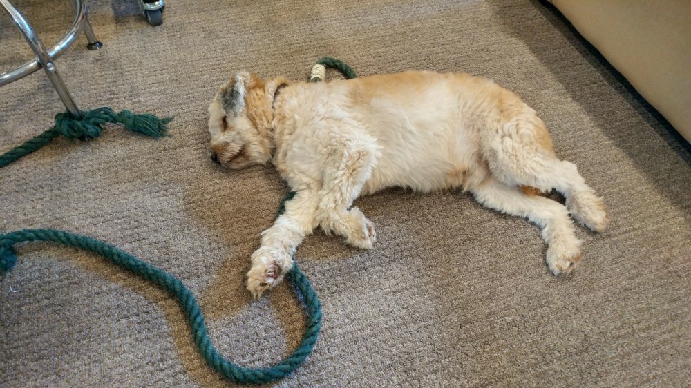 20170926_122516_HDR-2656x1494-1328x747