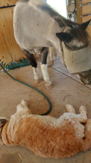 20170929_100057_HDR-1494x2656