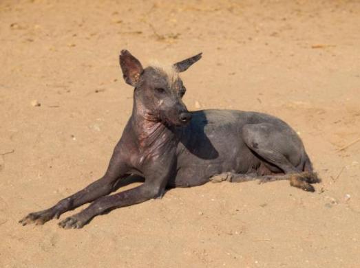 img_5_hairless_dog_breeds_533_paso_2_600